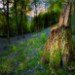 Tree Stump